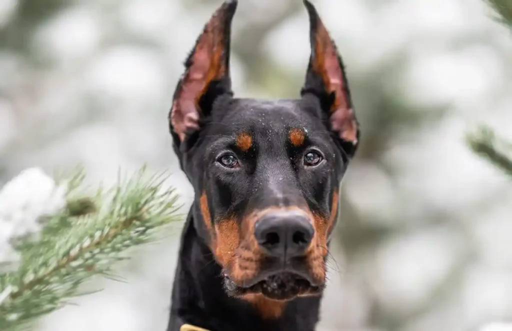 doberman